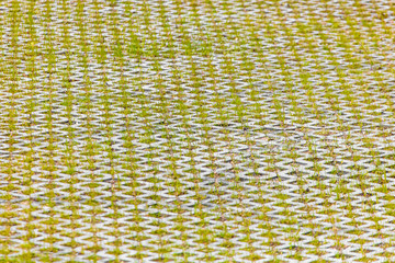 Grass on the sidewalk as background