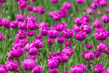 Decorative roses grow in the soil in nature