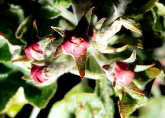 Closed flowers on a tree branch in spring