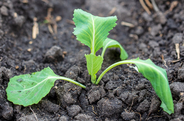 Cabbage seedling in the ground in spring