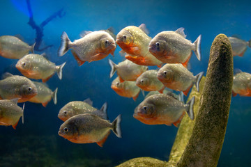 group of red piranha fishes in underwater stones at blue gradient background. wildlife animals....