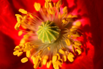 Close-up macro view of red poppy flower center with yellow stamens and green pestle