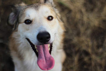 Happy smiling dog of medium breed on dry grass background 