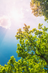 Beautiful background with green oak foliage against a deep blue sky with the sun