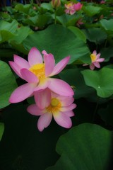 Japanese lotus on a rainy day