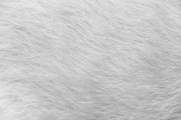 Fototapeta na wymiar Gray or white cat fur patterns abstract texture for background