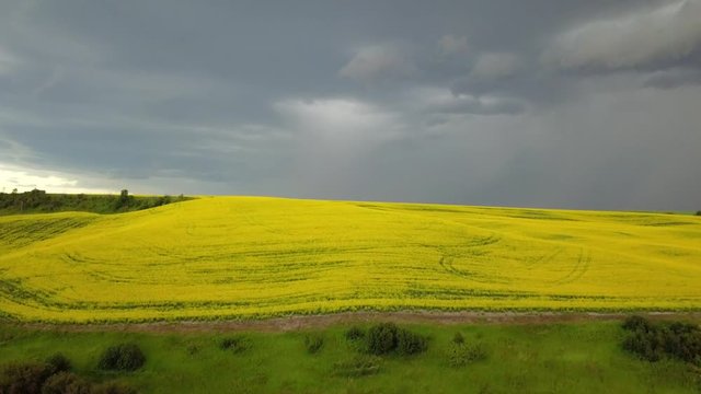 Palouse Yellow Green Conola 