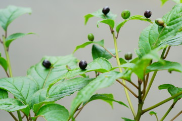 葉の上に果実が実るユニークなハナイカダ