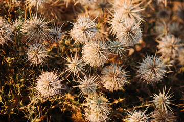 Closeup of the thistle plant fruit