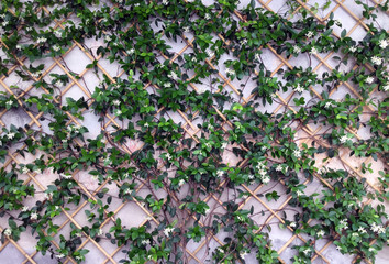 Obraz premium Green leaves and white flowers plant background, texture for paper design, abstract pattern, simple floral ornament