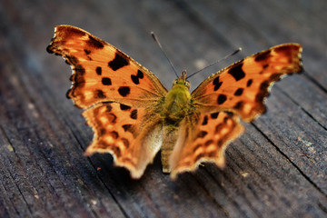 Butterfly