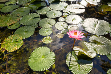 Pink petalled water lily in a pond
