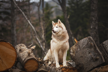 Siberian Husky dog sitting on firewood in the forest. Beautiful dog with beige and white coat.
