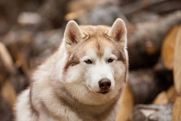 Siberian Husky dog sitting on firewood in the forest. Beautiful dog with beige and white coat.