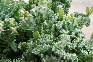 cactus succulent close up