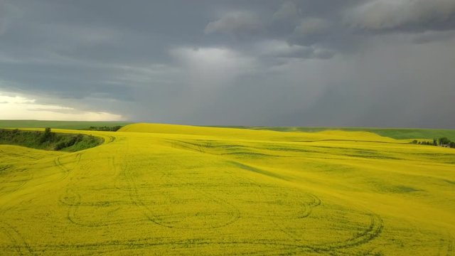 Palouse Yellow Green Conola 