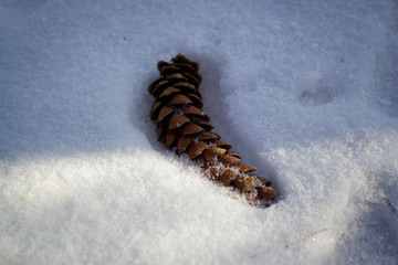 pine cone on snow