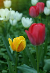 beautiful tulips