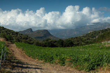 Vineyards in the Plain of Oletta, Corsica