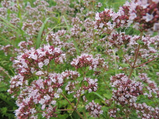 pink flowers in the garden