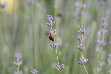 ladybird on a purple flower