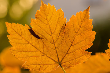 Feuille d'automne