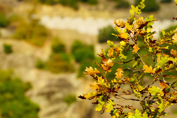 Leaves on tree branch