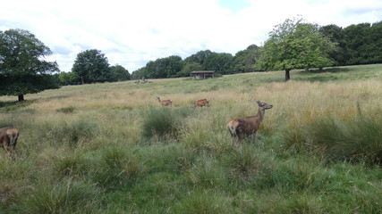 Red deer mothers and young ones in an English forest enjoying the summer