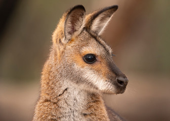 Alert Red Necked Wallaby portrait