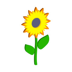 Sunflower.Isometric and 3D view.
