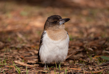 Pied Butcherbird juvenile
