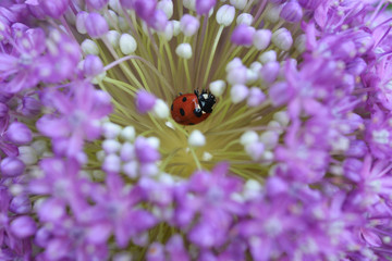 ladybug on a purple flower