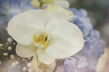 Fototapeta na wymiar Beautiful White Orchid and Blue Hydrangea flower Bouquet Close up