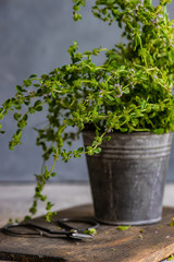 Cooking concept with herb