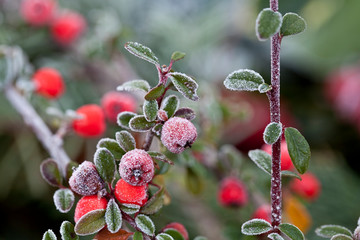 Close Up Of Red Berries With Hoarfrost