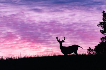 White Tailed Deer Silhouette in Roosevelt National Park  