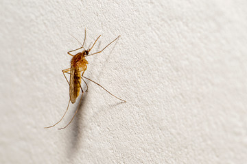 A mosquito with a protruding proboscis sits on a white wall. Text space