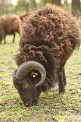 Male black ouessant sheep grazing in the meadow