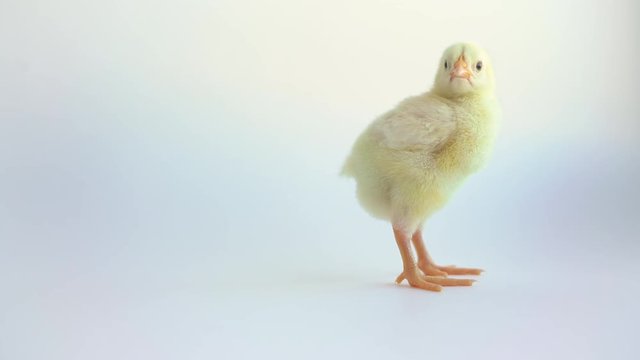 Little yellow chicken on white background.