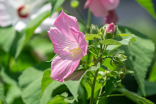 Mugunghwa Hibiscus Syriacus