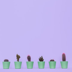 Cactus home decor. Minimal flat lay art