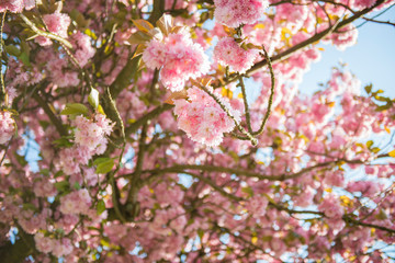 Sunbeam among cherry tree blossoms