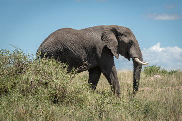 Fototapeta na wymiar African elephant walks behind bush in savannah