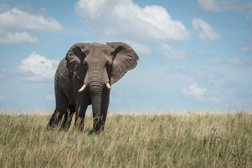 Fototapeta na wymiar African elephant faces camera standing on savannah