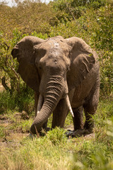Fototapeta premium African bush elephant drinking from muddy pool