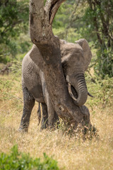 African elephant plays peekaboo behind bent tree