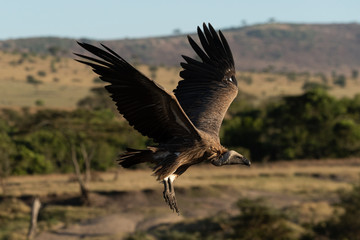 Fototapeta na wymiar African white-backed vulture coming in to land