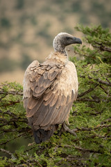 African white-backed vulture in tree looking right