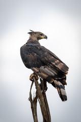 African crowned eagle on dead tree stump