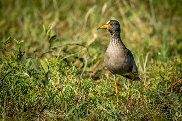 African wattled lapwing in grass eyeing camera